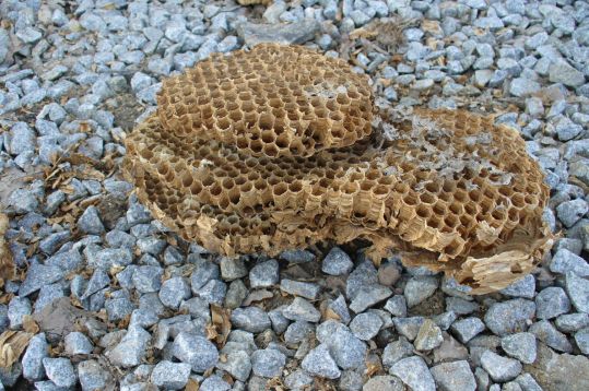 Konec sršánům v klubovně